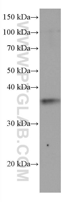Western Blot (WB) analysis of pig brain tissue using GAS1 Monoclonal antibody (67181-1-Ig)