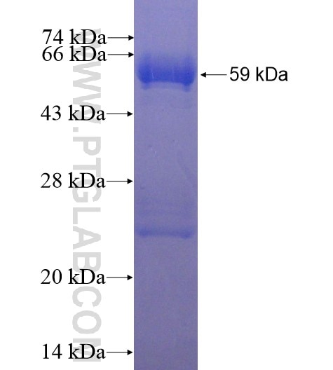 GAS1 fusion protein Ag12275 SDS-PAGE
