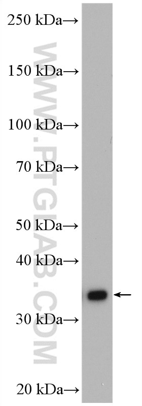 Western Blot (WB) analysis of mouse liver tissue using GAS2 Polyclonal antibody (11941-2-AP)