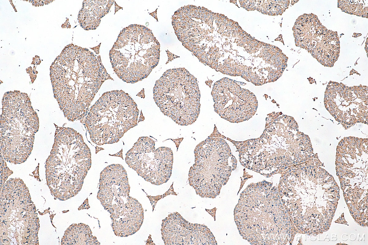 IHC staining of mouse testis using 68051-1-Ig