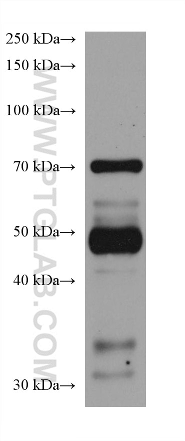 Western Blot (WB) analysis of mouse testis tissue using GAS2L1 Monoclonal antibody (68051-1-Ig)