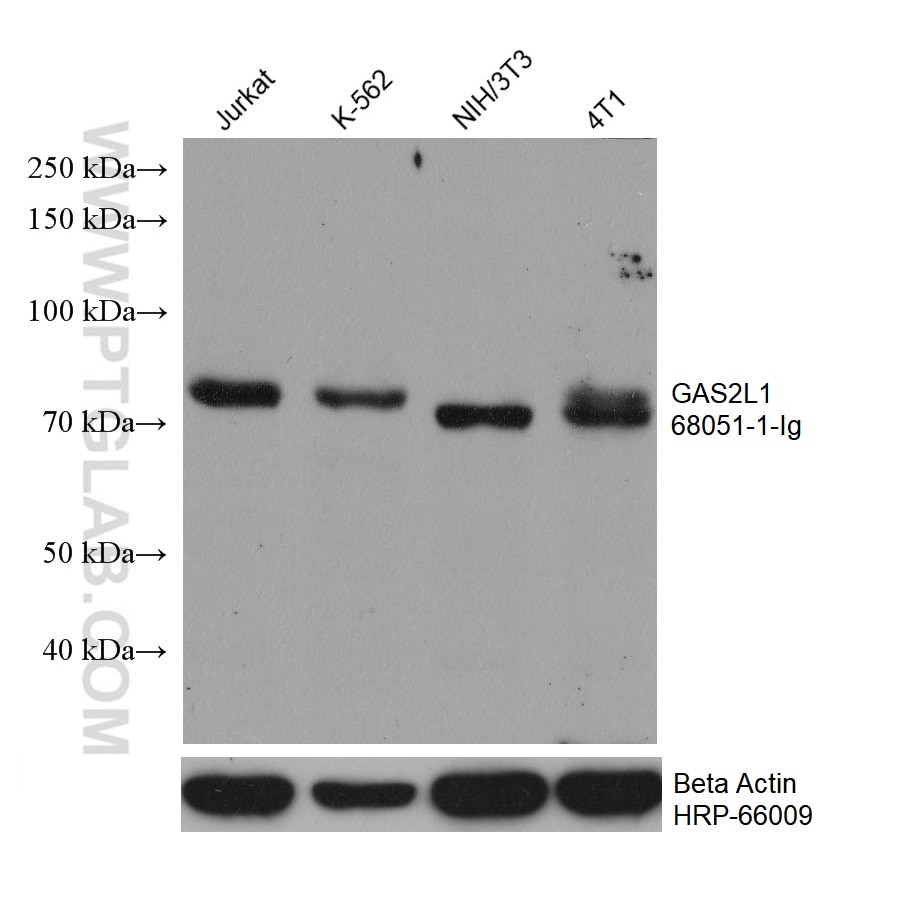 Western Blot (WB) analysis of various lysates using GAS2L1 Monoclonal antibody (68051-1-Ig)