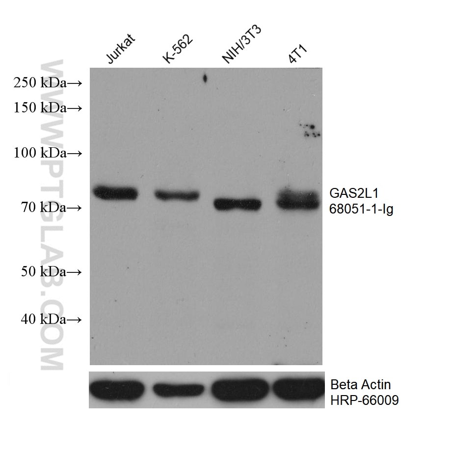 WB analysis using 68051-1-Ig