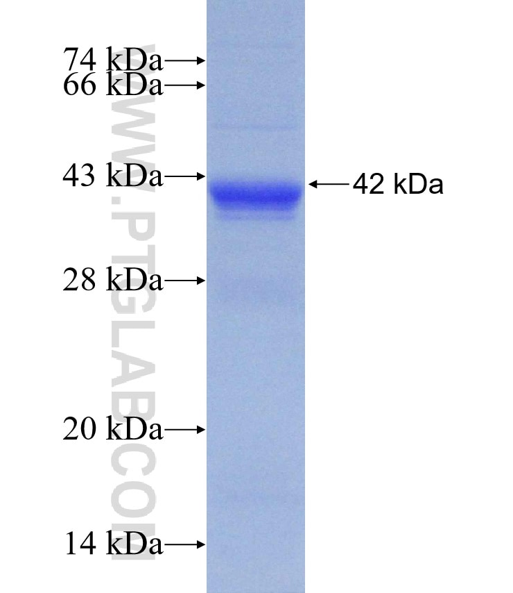 GAS2L1 fusion protein Ag31232 SDS-PAGE