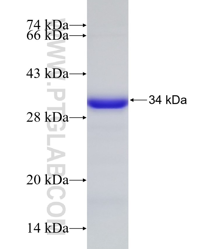 GAS2L1 fusion protein Ag32522 SDS-PAGE GAS2L1 fusion protein Ag32522 SDS-PAGE