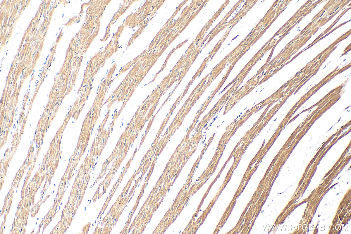 Immunohistochemistry (IHC) staining of rat heart tissue using GAS2L3 Polyclonal antibody (25409-1-AP)