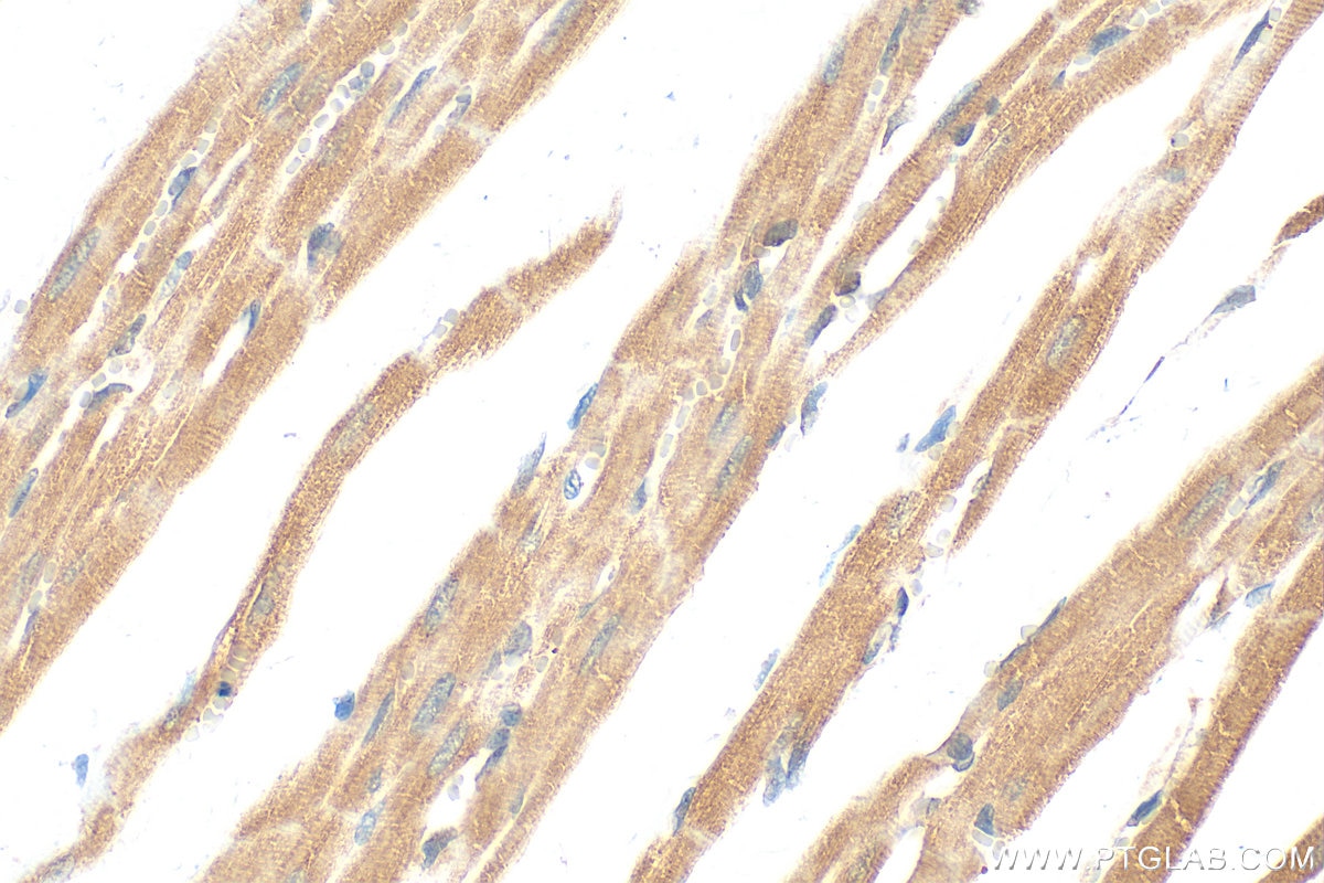 Immunohistochemistry (IHC) staining of rat heart tissue using GAS2L3 Polyclonal antibody (25409-1-AP)
