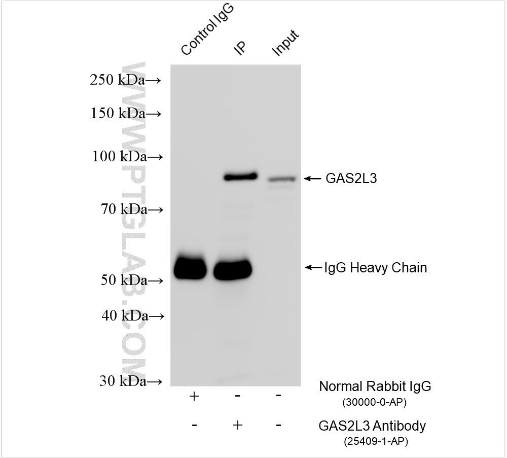 Immunoprecipitation (IP) experiment of HEK-293 cells using GAS2L3 Polyclonal antibody (25409-1-AP)