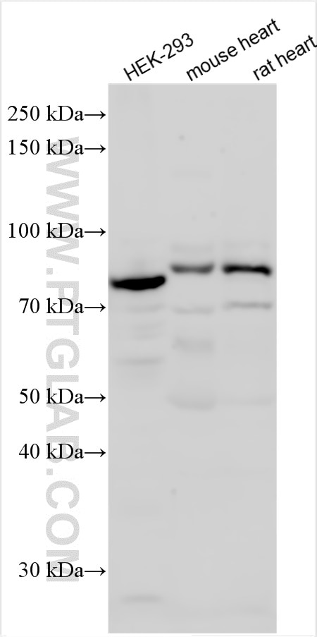 Western Blot (WB) analysis of various lysates using GAS2L3 Polyclonal antibody (25409-1-AP)
