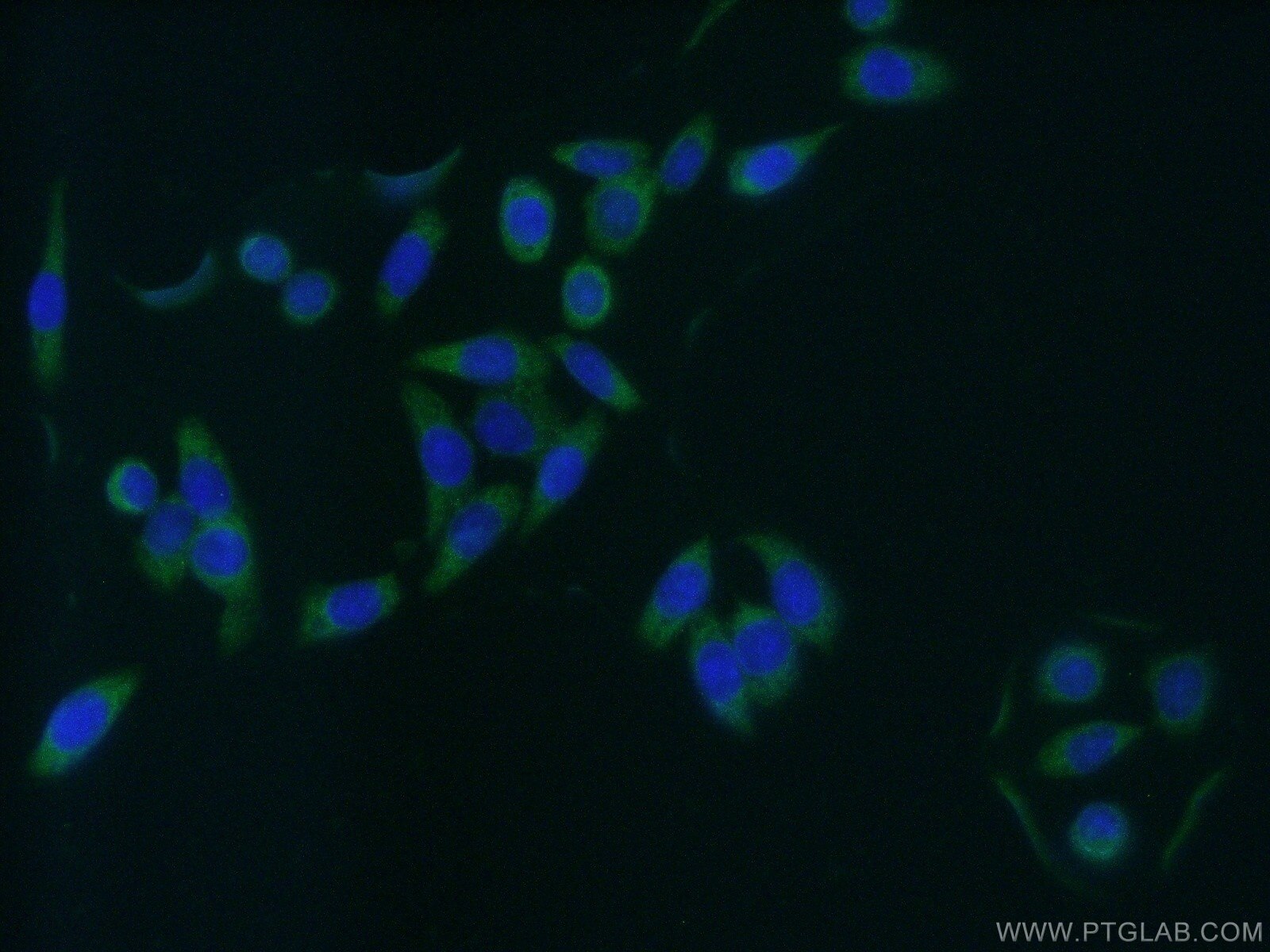 Immunofluorescence (IF) / fluorescent staining of HeLa cells using GAS7 Polyclonal antibody (10072-1-AP)