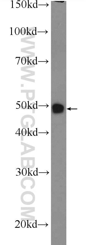 Western Blot (WB) analysis of NIH/3T3 cells using GAS7 Polyclonal antibody (10072-1-AP)