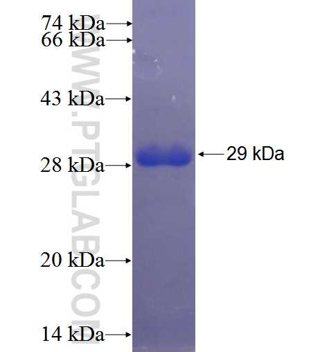 GAS7 fusion protein Ag23541 SDS-PAGE