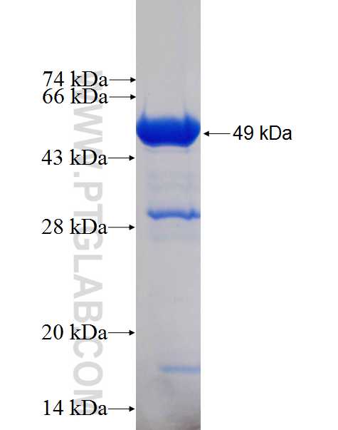 GAS7 fusion protein Ag0114 SDS-PAGE