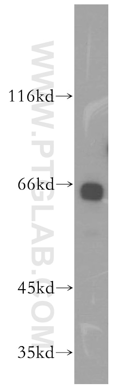 Western Blot (WB) analysis of NIH/3T3 cells using GAS8 Polyclonal antibody (18270-1-AP)