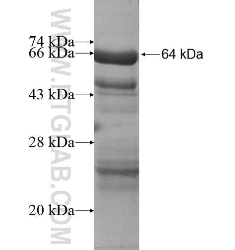 GAS8 fusion protein Ag12868 SDS-PAGE