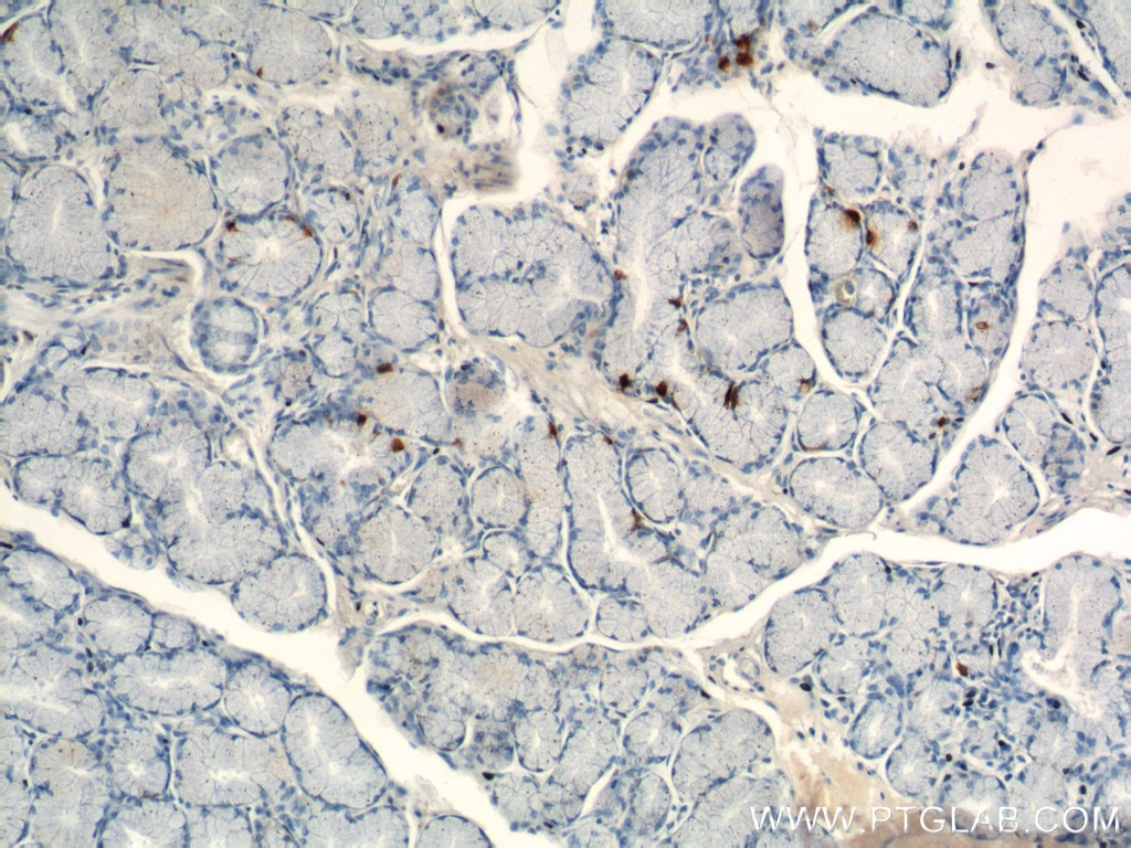 Immunohistochemistry (IHC) staining of human stomach tissue using Gastrin Polyclonal antibody (18143-1-AP)