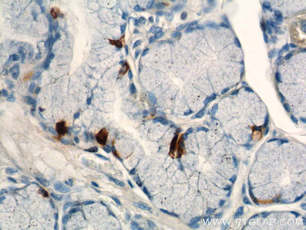 Immunohistochemistry (IHC) staining of human stomach tissue using Gastrin Polyclonal antibody (18143-1-AP)