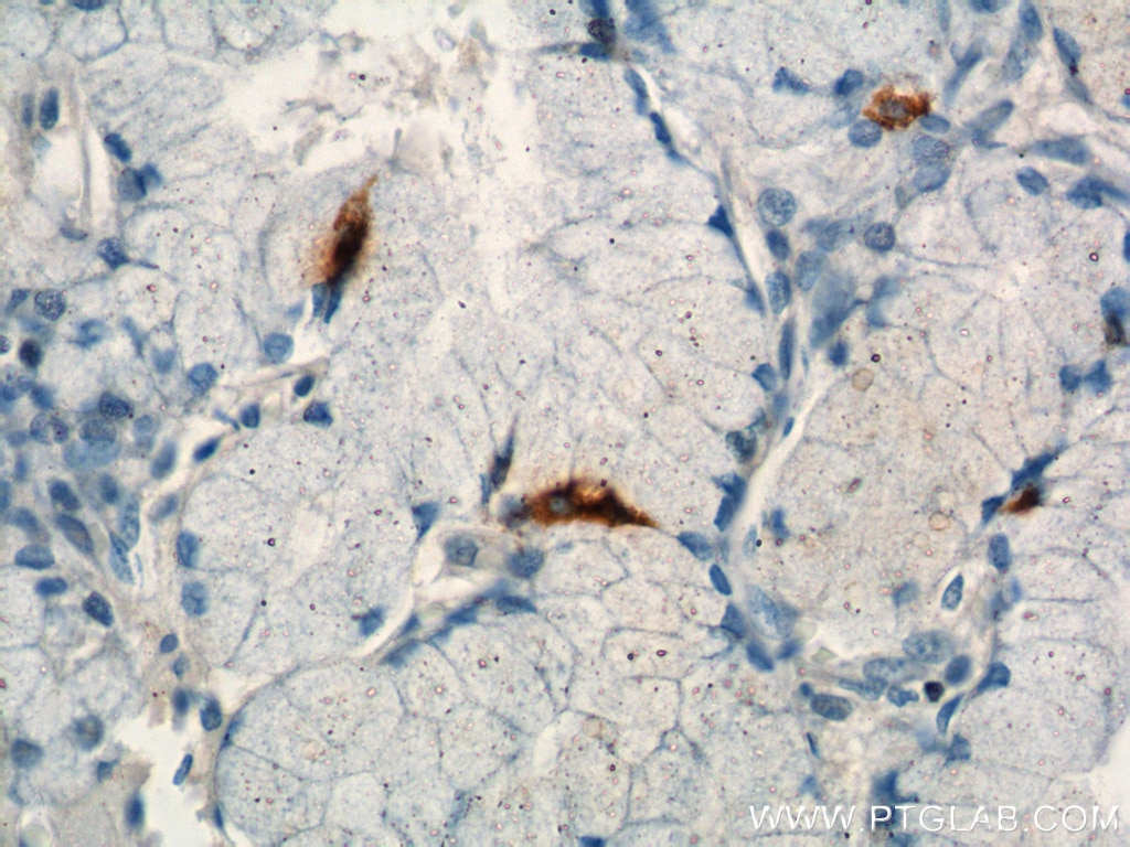 Immunohistochemistry (IHC) staining of human stomach tissue using Gastrin Polyclonal antibody (18143-1-AP)