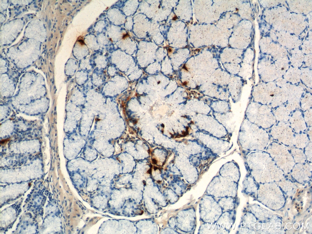 Immunohistochemistry (IHC) staining of human stomach tissue using Gastrin Polyclonal antibody (18143-1-AP)