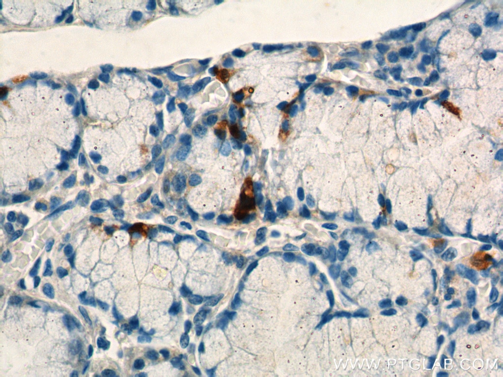 Immunohistochemistry (IHC) staining of human stomach tissue using Gastrin Polyclonal antibody (18143-1-AP)