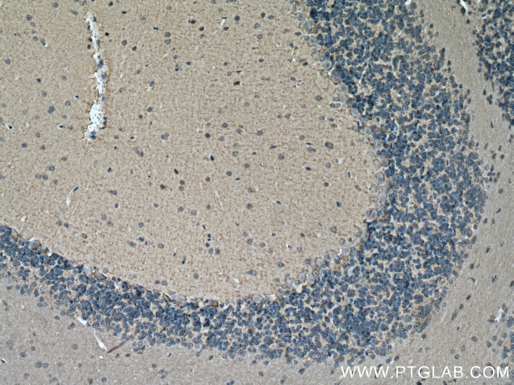 Immunohistochemistry (IHC) staining of mouse cerebellum tissue using GAT1 Polyclonal antibody (20298-1-AP)