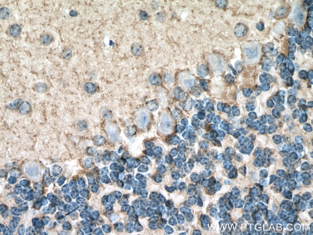 Immunohistochemistry (IHC) staining of mouse cerebellum tissue using GAT1 Polyclonal antibody (20298-1-AP)