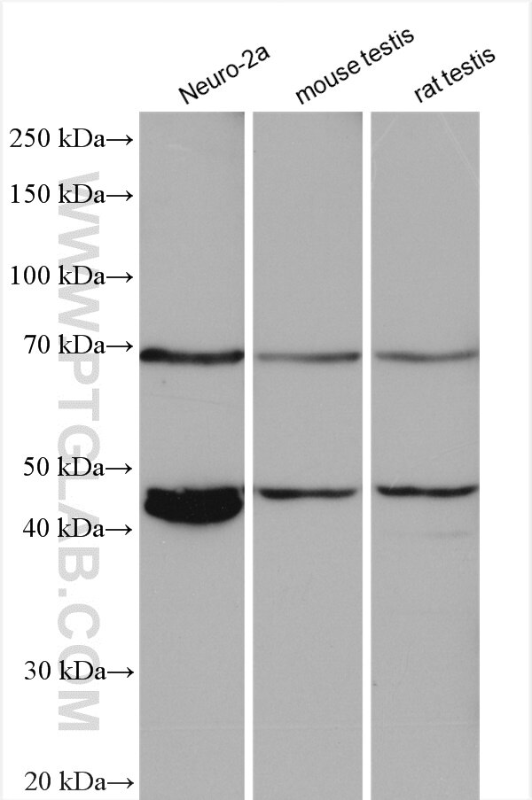 Western Blot (WB) analysis of various lysates using GAT1 Polyclonal antibody (20298-1-AP)