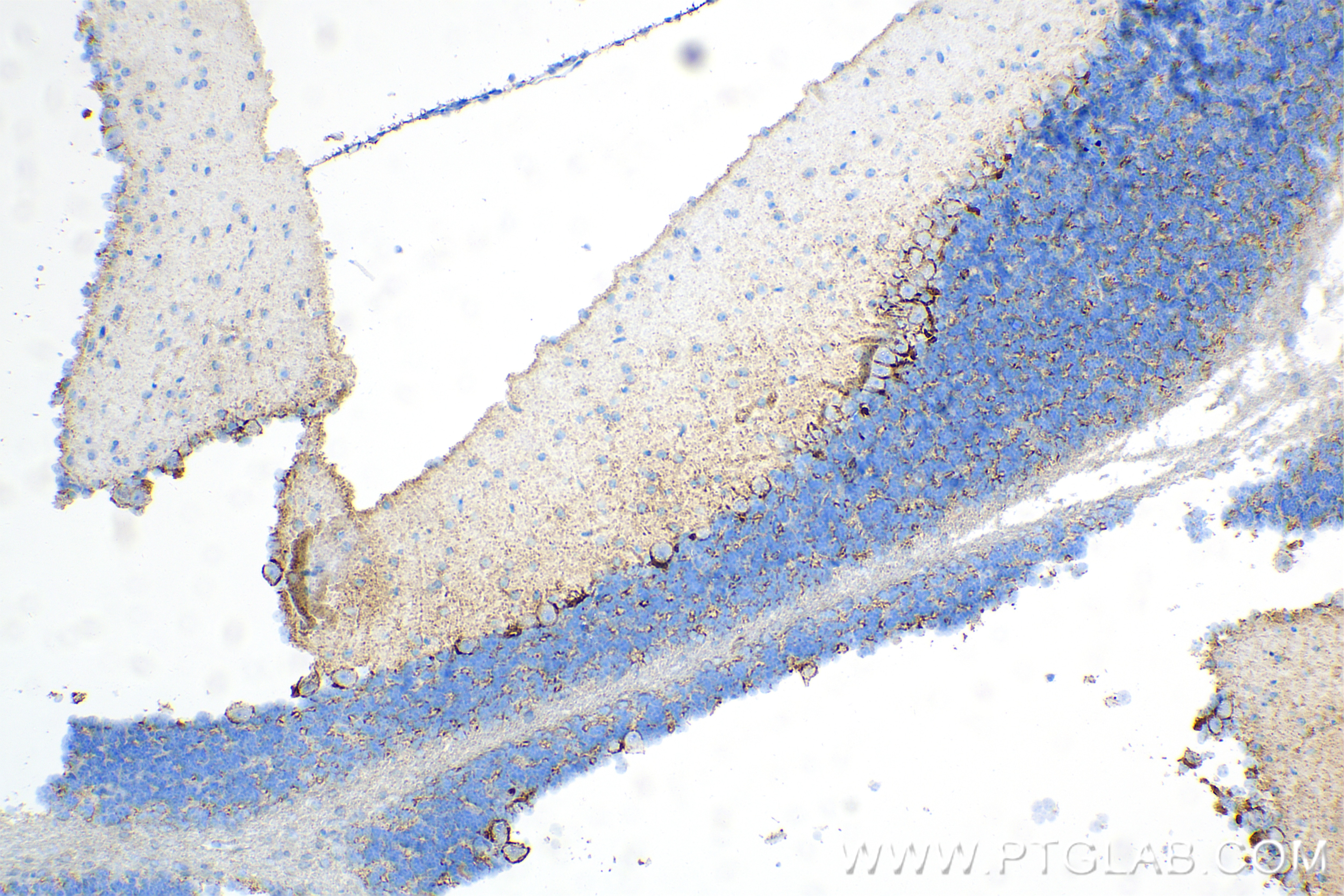 Immunohistochemistry (IHC) staining of mouse cerebellum tissue using GAT1 Recombinant antibody (85060-2-RR)