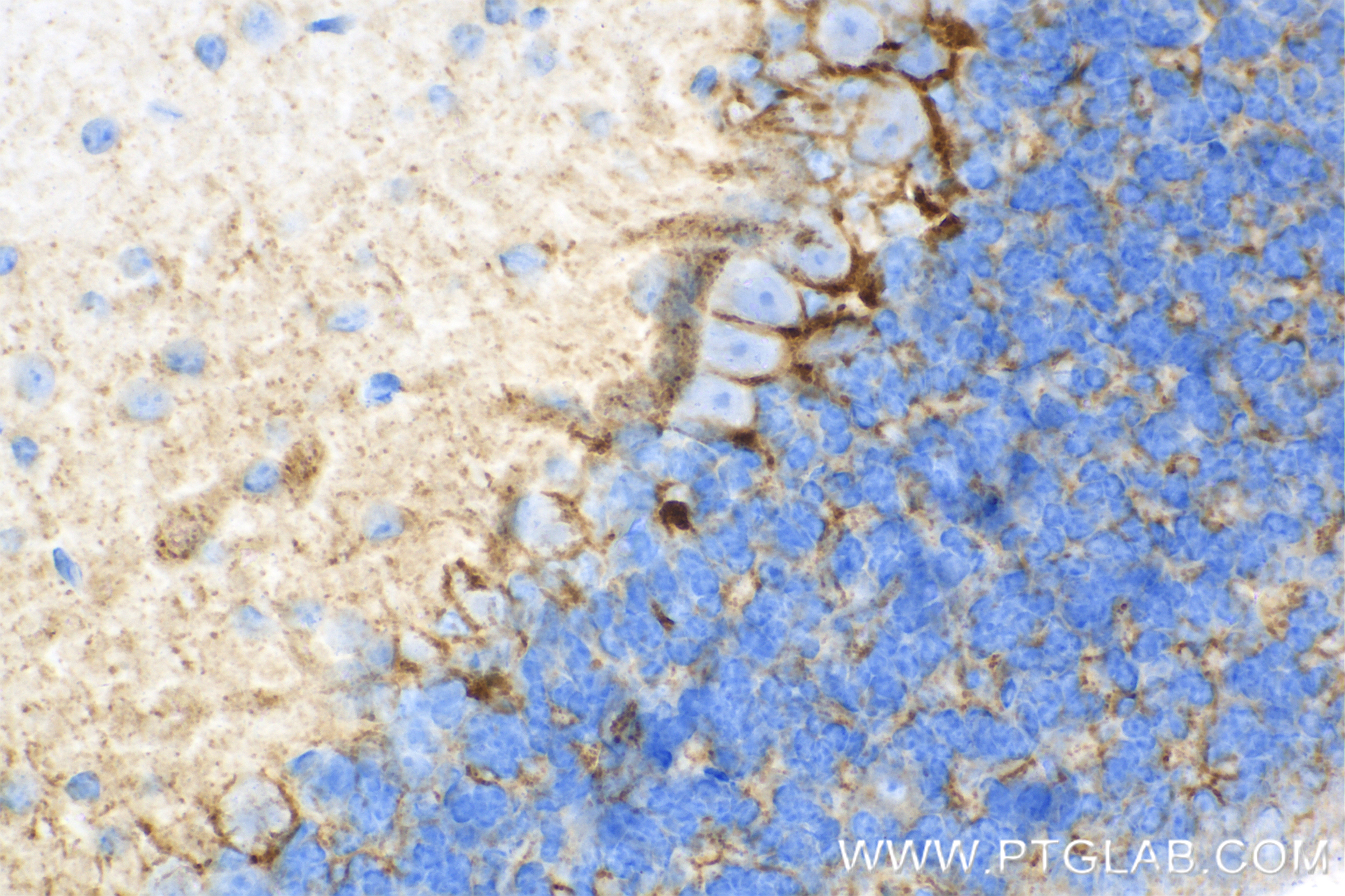 Immunohistochemistry (IHC) staining of mouse cerebellum tissue using GAT1 Recombinant antibody (85060-2-RR)
