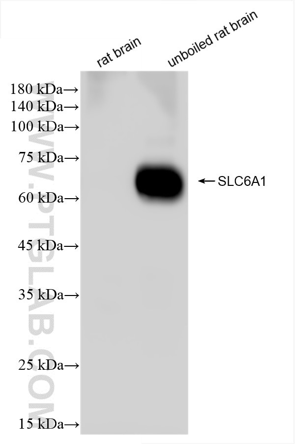 Western Blot (WB) analysis of various lysates using GAT1 Recombinant antibody (85060-2-RR)