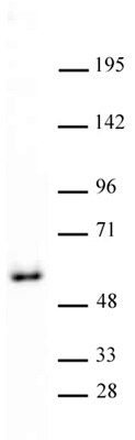 GATA-4 antibody (pAb) tested by Western blot. Western Blot: Nuclear extract (20 ug) of F9 cells (retinoic acid treated mouse teratocarcinoma F9 stem cell line, Active Motif Catalog no. 36113) probed with GATA-4 antibody at a dilution of 1:2,000.