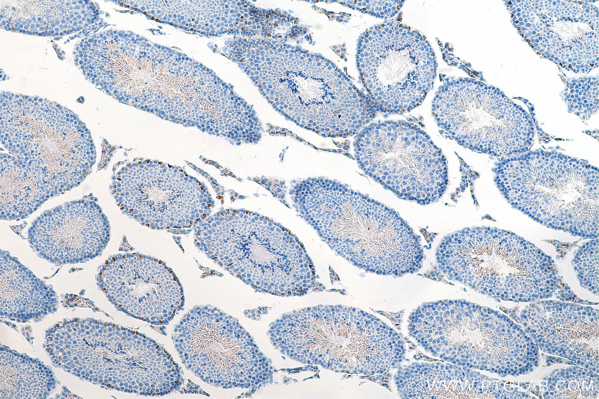 Immunohistochemistry (IHC) staining of mouse testis tissue using GATA1 Polyclonal antibody (10917-2-AP)