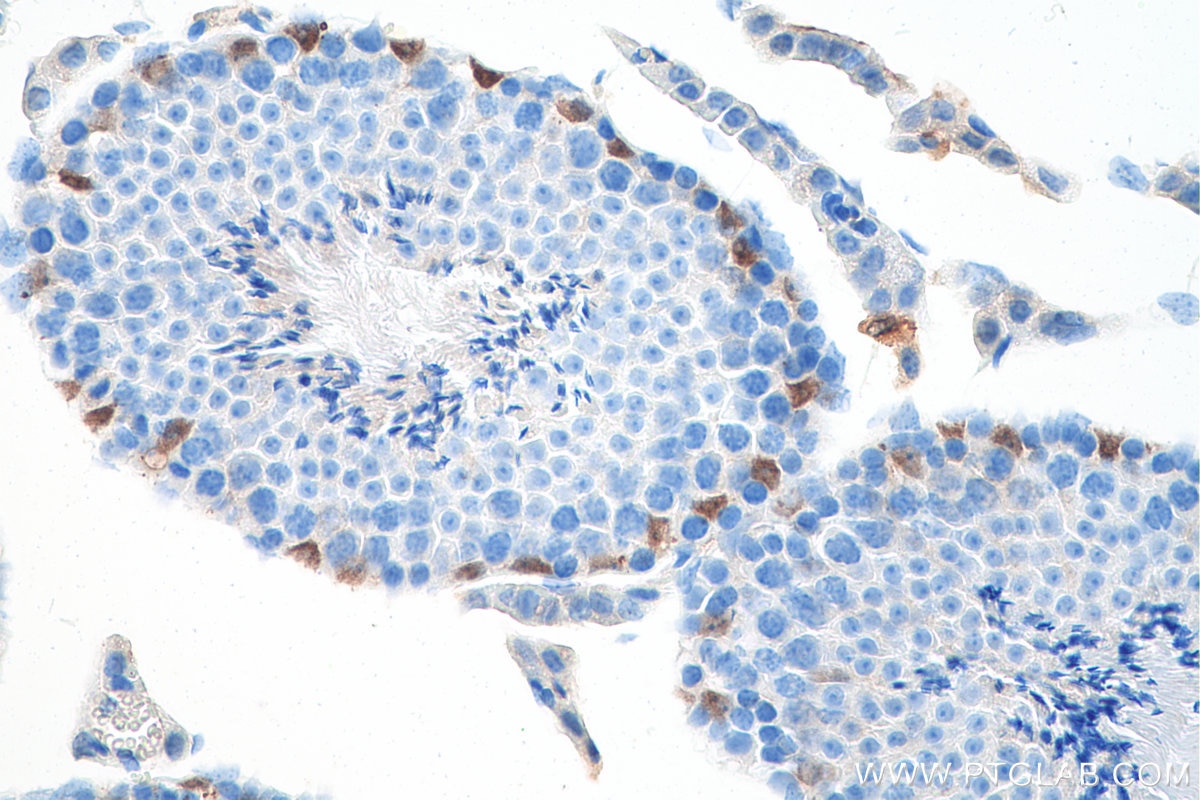 Immunohistochemistry (IHC) staining of mouse testis tissue using GATA1 Polyclonal antibody (10917-2-AP)