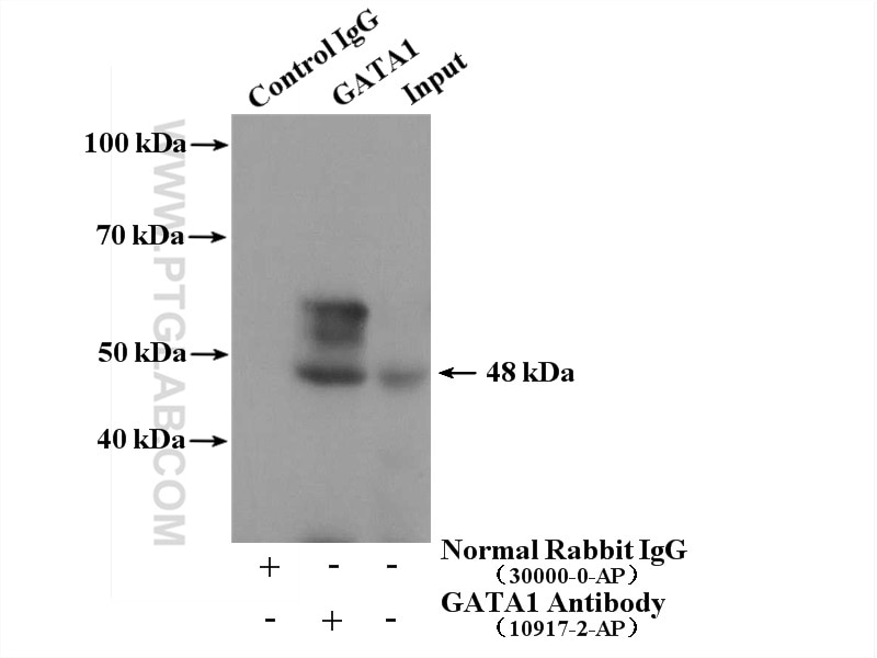 Immunoprecipitation (IP) experiment of K-562 cells using GATA1 Polyclonal antibody (10917-2-AP)