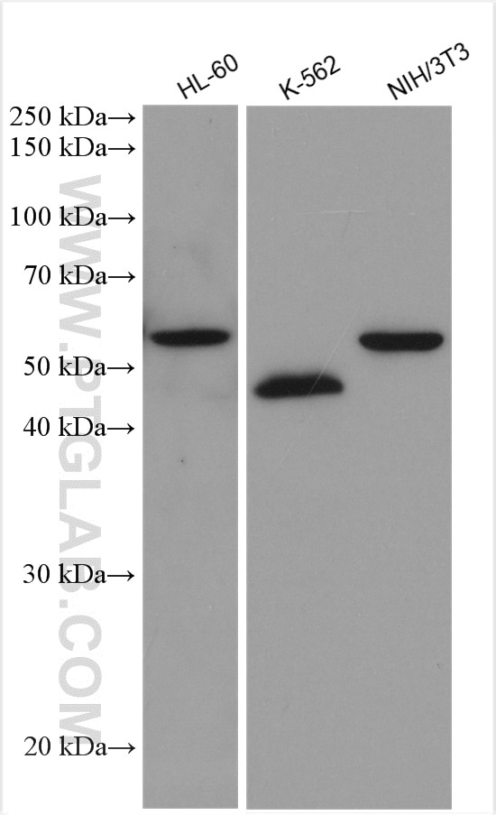 Western Blot (WB) analysis of various lysates using GATA1 Polyclonal antibody (10917-2-AP)