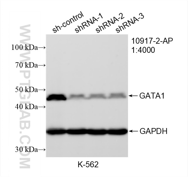 Western Blot (WB) analysis of K-562 cells using GATA1 Polyclonal antibody (10917-2-AP)