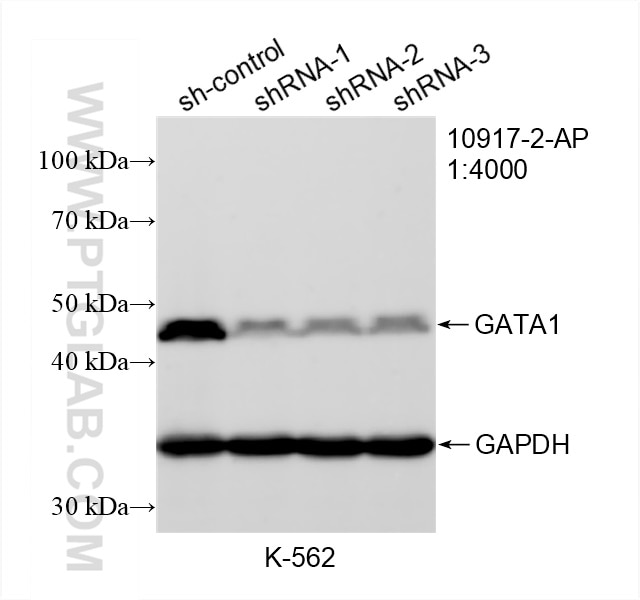 WB analysis of K-562 using 10917-2-AP