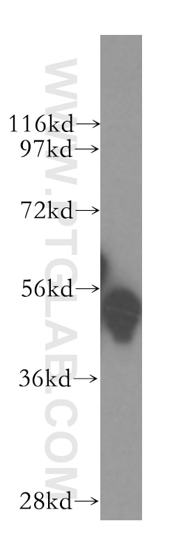 GATA1 Polyclonal antibody