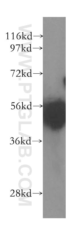 Western Blot (WB) analysis of Raji cells using GATA1 Polyclonal antibody (10917-2-AP)