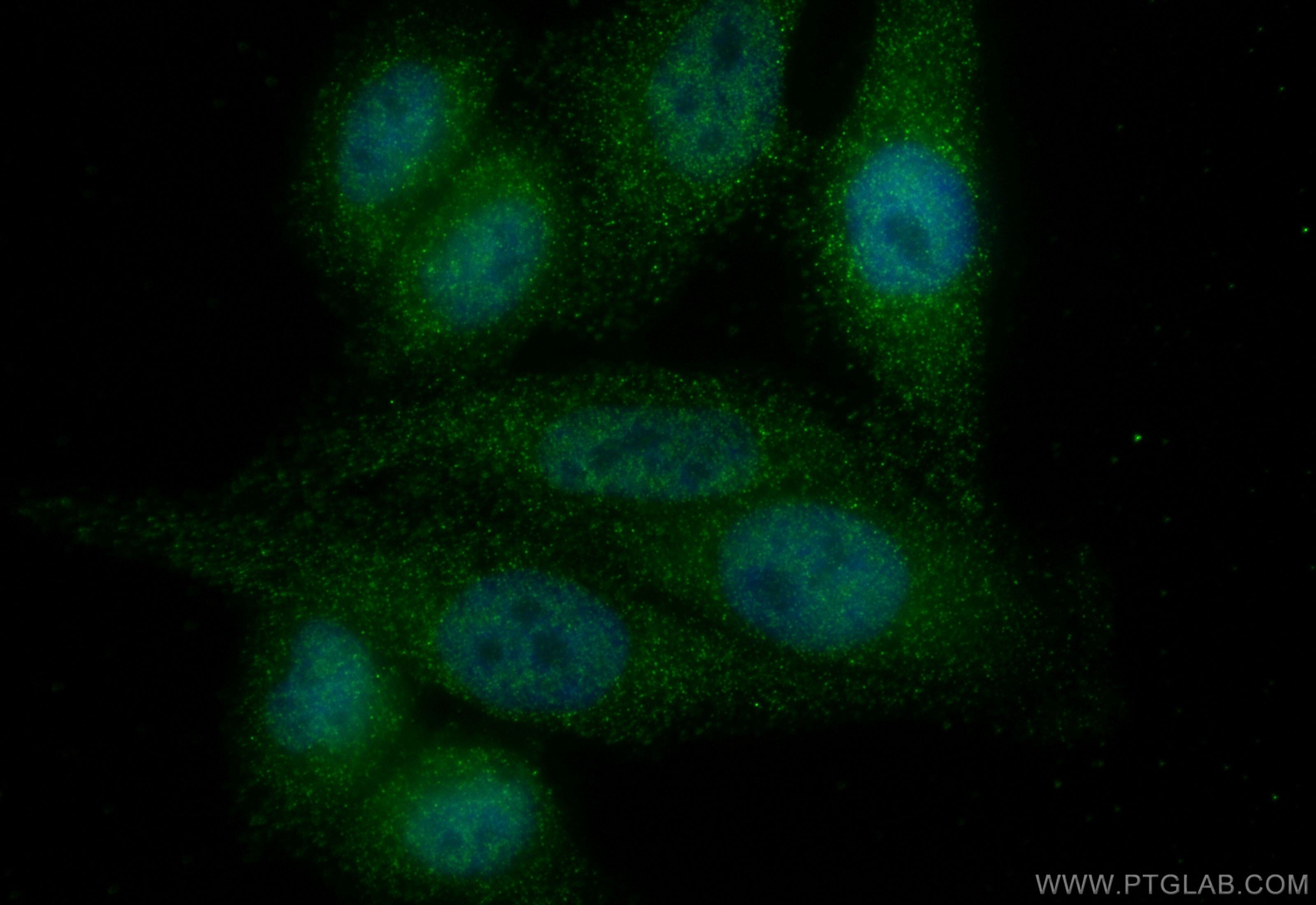 Immunofluorescence (IF) / fluorescent staining of HepG2 cells using GATA1 Monoclonal antibody (60011-1-Ig)