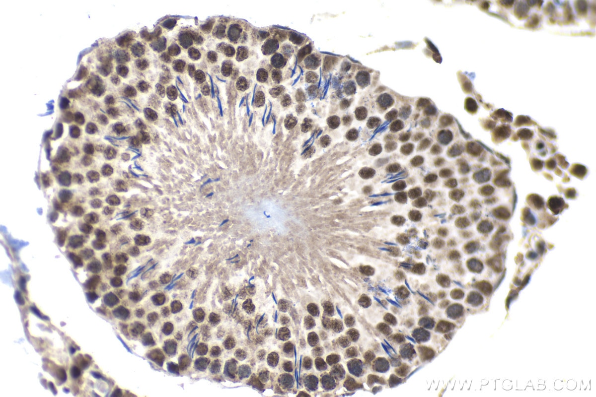 Immunohistochemistry (IHC) staining of rat testis tissue using GATA1 Monoclonal antibody (60011-1-Ig)