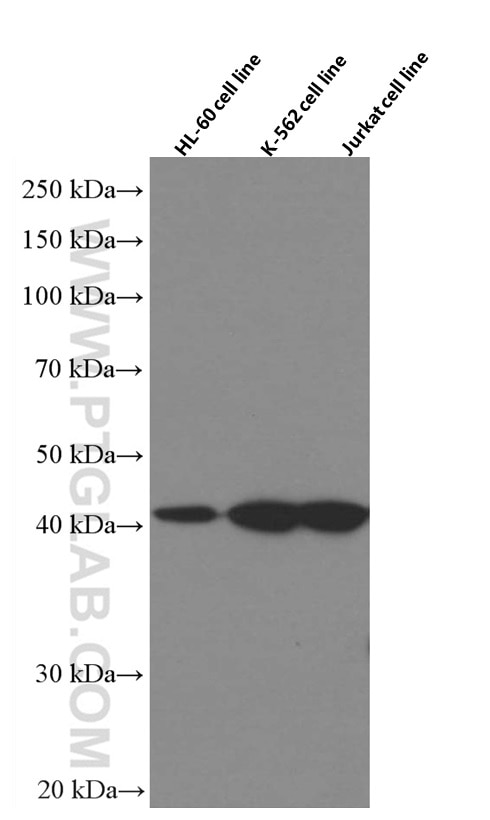Western Blot (WB) analysis of various lysates using GATA1 Monoclonal antibody (60011-1-Ig)