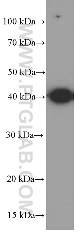 Western Blot (WB) analysis of Raji cells using GATA1 Monoclonal antibody (60011-1-Ig)
