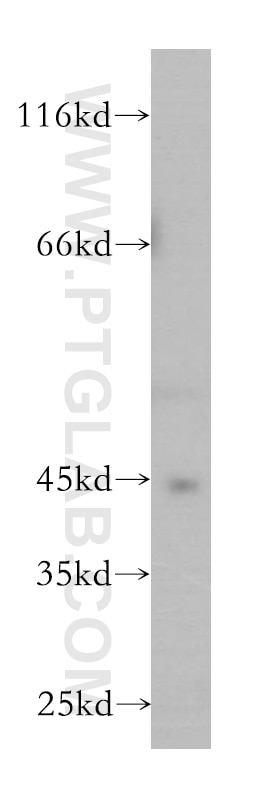 Western Blot (WB) analysis of human placenta tissue using GATA1 Monoclonal antibody (60011-2-Ig)
