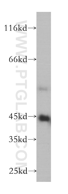 Western Blot (WB) analysis of K-562 cells using GATA1 Monoclonal antibody (60011-2-Ig)