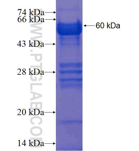 GATA1 fusion protein Ag1350 SDS-PAGE
