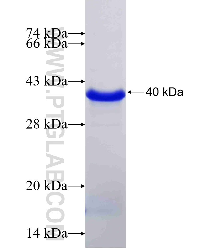 GATA1 fusion protein Ag16673 SDS-PAGE
