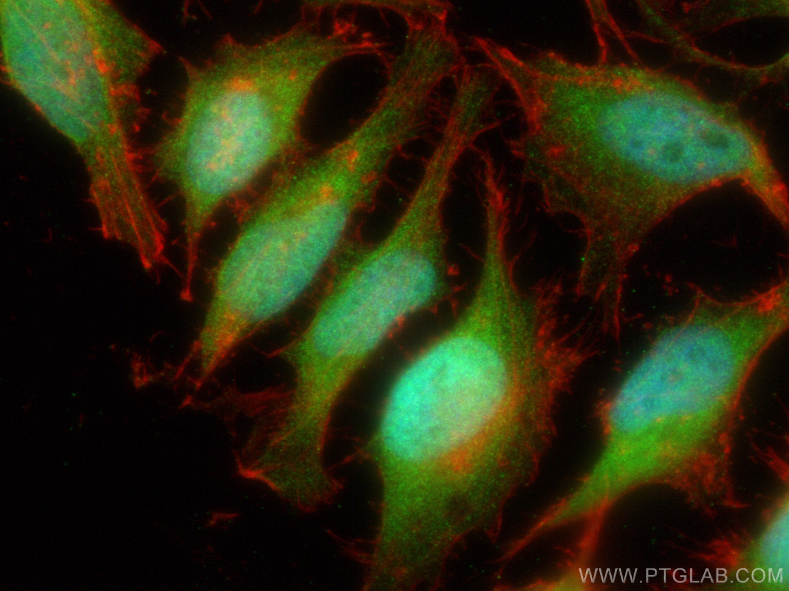 Immunofluorescence (IF) / fluorescent staining of HeLa cells using GATA2 Polyclonal antibody (11103-1-AP)