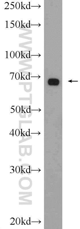 Western Blot (WB) analysis of rat heart tissue using GATA2 Polyclonal antibody (11103-1-AP)