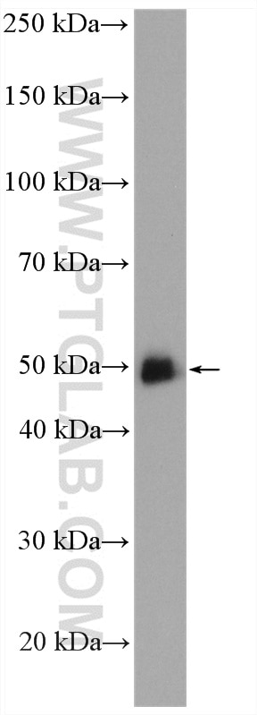 Western Blot (WB) analysis of HeLa cells using GATA2 Polyclonal antibody (11103-1-AP)